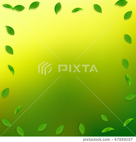 Falling green leaves. Fresh tea random leaves flyi 67889287