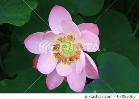 Lotus flower (pink) blooming in Shinano Kokubunji Lotus flower (pink) blooming in Shinano Kokubunji 67889368