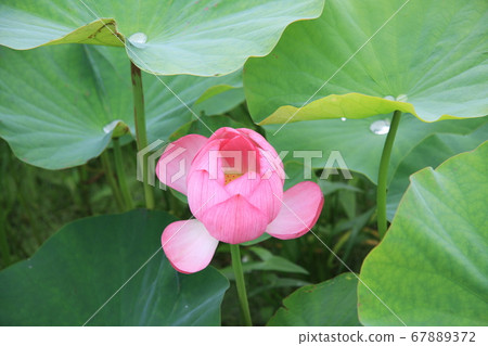 Lotus flower (pink) blooming in Shinano Kokubunji Lotus flower (pink) blooming in Shinano Kokubunji 67889372