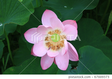 Lotus flower (pink) blooming in Shinano Kokubunji Lotus flower (pink) blooming in Shinano Kokubunji 67889373