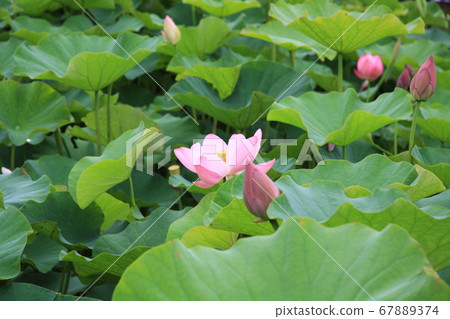 Lotus flower (pink) blooming in Shinano Kokubunji Lotus flower (pink) blooming in Shinano Kokubunji 67889374