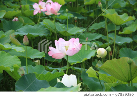 Lotus flower (pink) blooming in Shinano Kokubunji Lotus flower (pink) blooming in Shinano Kokubunji 67889380