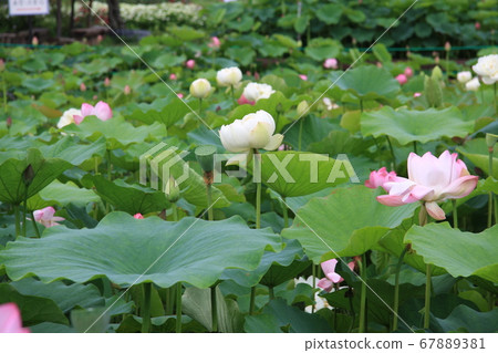 Lotus flower (pink) blooming in Shinano Kokubunji 67889381