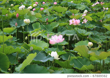 Lotus flower (pink) blooming in Shinano Kokubunji 67889382