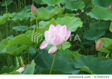 Lotus flower (pink) blooming in Shinano Kokubunji 67889383