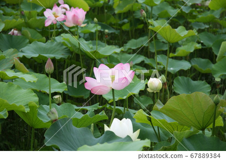 Lotus flower (pink) blooming in Shinano Kokubunji Lotus flower (pink) blooming in Shinano Kokubunji 67889384