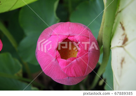 Lotus flower (pink) blooming in Shinano Kokubunji Lotus flower (pink) blooming in Shinano Kokubunji 67889385