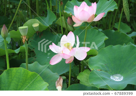 信濃國分寺盛開的蓮花(粉紅色) 信濃國分寺盛開的蓮花(粉紅色) 67889399