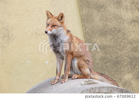 Sitting fox 67889612