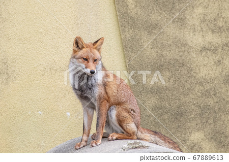 Sitting fox 67889613
