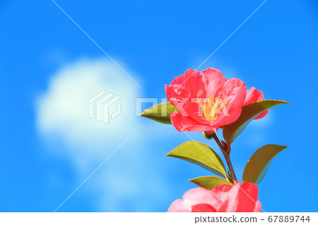Sasanqua, blue sky, clouds and flowers Sasanqua, blue sky, clouds and flowers 67889744