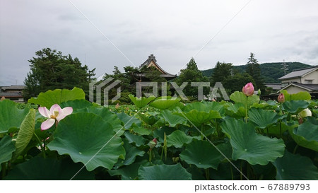 信濃國分寺蓮花池的蓮花(2020) 信濃國分寺蓮花池的蓮花(2020) 67889793