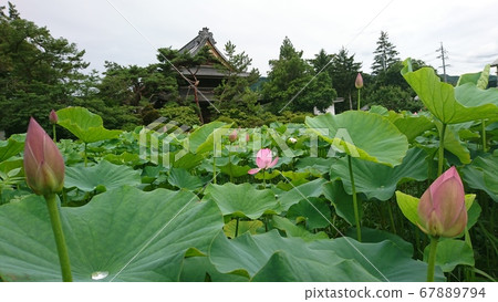 信濃國分寺蓮花池的蓮花(2020) 信濃國分寺蓮花池的蓮花(2020) 67889794