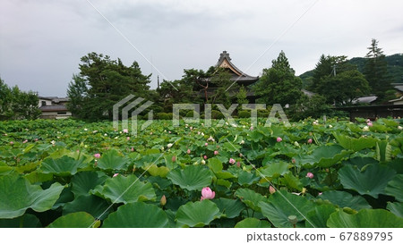 信濃國分寺蓮花池的蓮花(2020) 信濃國分寺蓮花池的蓮花(2020) 67889795
