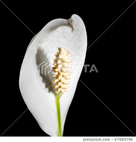 Floral macro photo. Close-up white flower of house plant spatifillum on black background. Selective focus. Square photo with copy space. Floral macro photo. Close-up white flower of house plant spatifillum on black background. Selective focus. Square photo with copy space. 67889796
