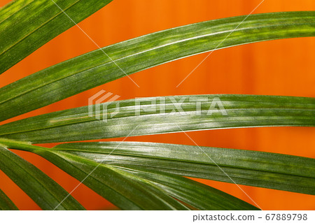 Floral macro background. Close-up part of green palm leaf on orange background. Selective focus. Floral macro background. Close-up part of green palm leaf on orange background. Selective focus. 67889798