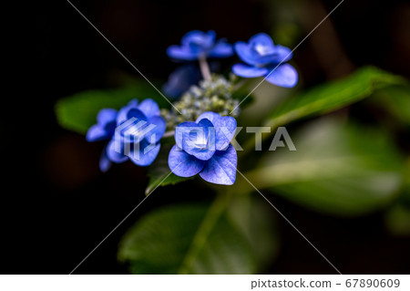 Yaya寺的繡球花 Yaya寺的繡球花 67890609