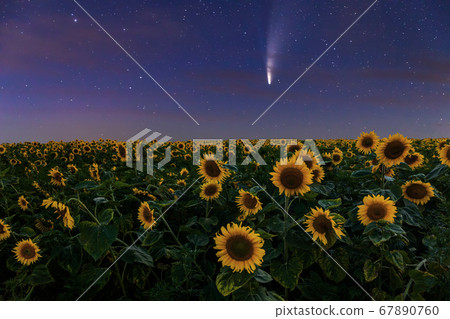 Comet Neowise C/2020 F3 at sunet over over a field of sunflowers. 67890760