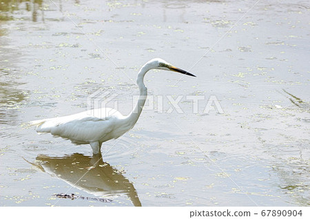 [Bird] Great Egret catching food at the waterside Shirasagi Shiba City Park 67890904