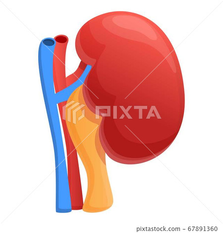 Urinary kidney icon, cartoon style Urinary kidney icon, cartoon style 67891360
