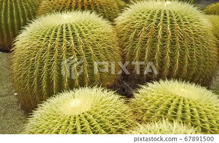 Cactus (Kim) Cactus (Kim) 67891500