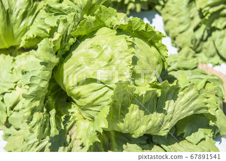 lettuce lettuce 67891541