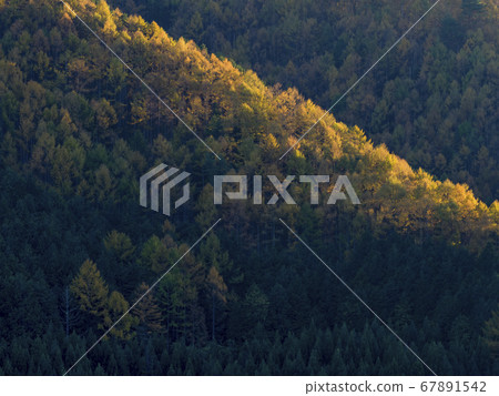 A distant view of the larch forest in the autumn when the sun sets 67891542