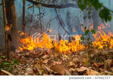 Rain forest fire disaster is burning caused by 67892257