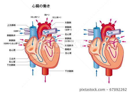 Function of the heart 67892262