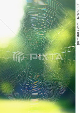 the colorful vibrant spider web reflect with sun light and soft blue background, spider wove a web for insect fishing, survival wildlife the colorful vibrant spider web reflect with sun light and soft blue background, spider wove a web for insect fishing, survival wildlife 67892997