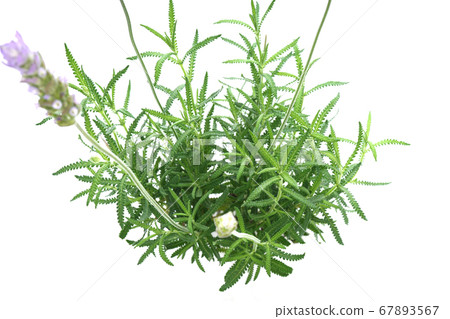 Dentata薰衣草 67893567