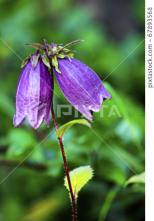 信州高amine高原盛開的螢火蟲 67893568