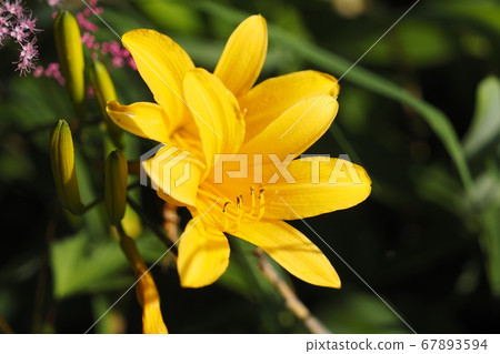 Kisuge flowers open in Takamine plateau 67893594