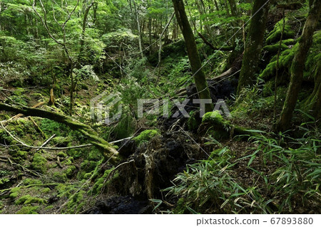Crater row of the Jogan eruption of Aokigahara Jukai at the foot of Mt. Fuji 67893880