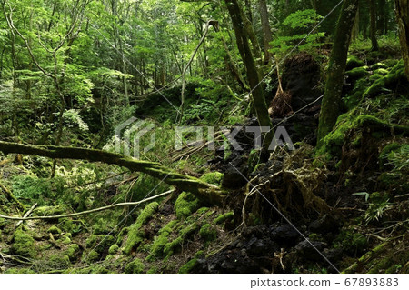富士山腳下的青木原十海的城根火山口的火山口 富士山腳下的青木原十海的城根火山口的火山口 67893883
