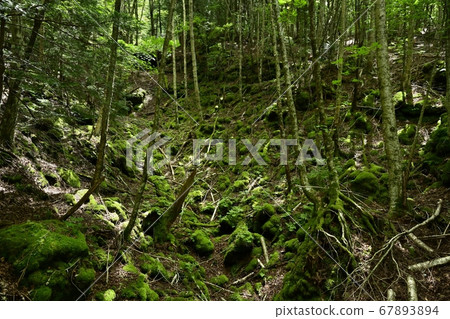 富士山腳下的青木原十海的城根火山口的火山口 富士山腳下的青木原十海的城根火山口的火山口 67893894