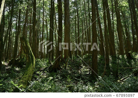 Mt. Fuji Aokigahara Jukai Mt. Fuji Aokigahara Jukai 67893897