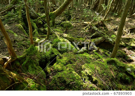 富士山腳下的富士山 富士山腳下的富士山 67893903