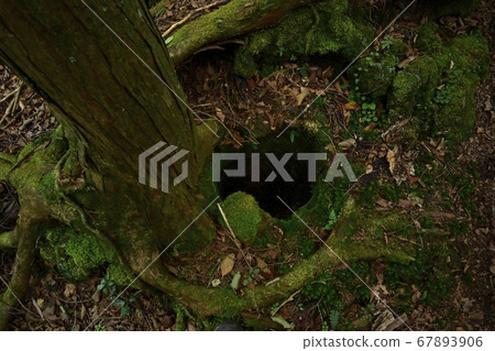 Lava tree type of the lava flow of the Jogan eruption at the foot of Mt. Fuji, Aokigahara sea Lava tree type of the lava flow of the Jogan eruption at the foot of Mt. Fuji, Aokigahara sea 67893906
