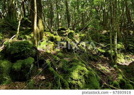 Mt. Fuji Aokigahara Jukai Mt. Fuji Aokigahara Jukai 67893919