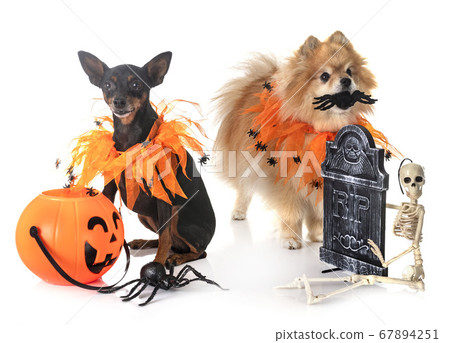 miniature pinscher and spitz miniature pinscher and spitz 67894251