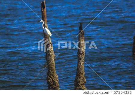 A white egret flying on a wooden pole in the sea 67894325
