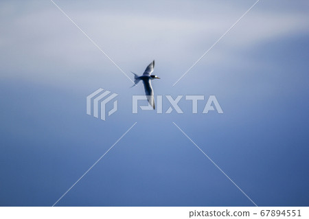 Seagulls flying are medium to large birds. Is a bird that has a large group of behaviors Tricky along the coast Seagulls flying are medium to large birds. Is a bird that has a large group of behaviors Tricky along the coast 67894551