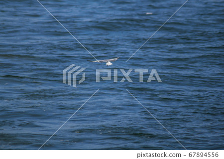 Seagulls flying are medium to large birds. Is a bird that has a large group of behaviors Tricky along the coast Seagulls flying are medium to large birds. Is a bird that has a large group of behaviors Tricky along the coast 67894556