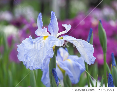 哈娜莎華 哈娜莎華 67894994