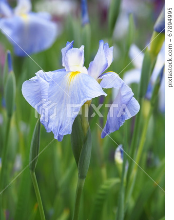 哈娜莎華 哈娜莎華 67894995