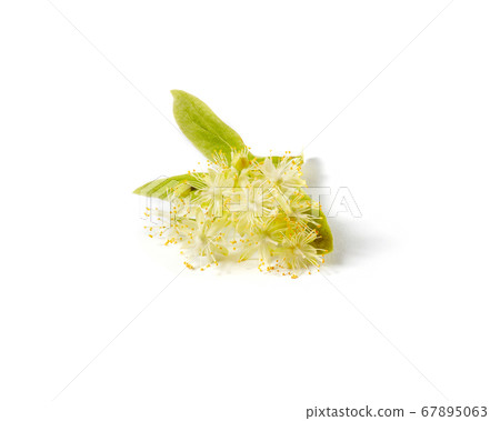 Medical plant of natural flower branch of Linden or Tilia tree. Medical plant of natural flower branch of Linden or Tilia tree. 67895063