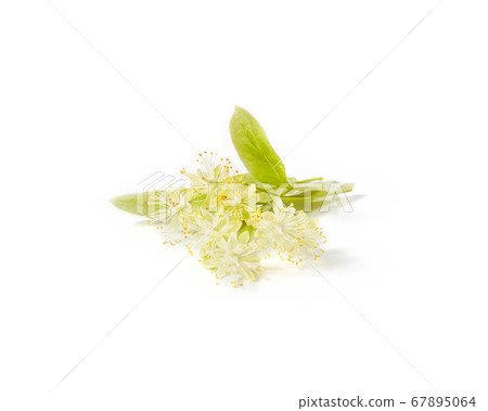 Natural branch of Linden or Tilia tree with yellow flowers. Natural branch of Linden or Tilia tree with yellow flowers. 67895064