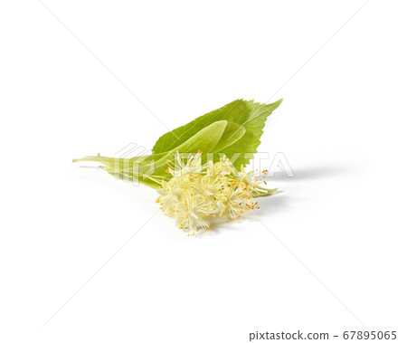 Natural twig of Linden or Tilia tree with yellow flowers. Natural twig of Linden or Tilia tree with yellow flowers. 67895065