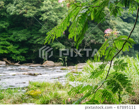 Miyazaki Prefecture: Albizia julibrissin flowers, a summer flowering tree that blooms along the riverbank. Miyazaki Prefecture: Albizia julibrissin flowers, a summer flowering tree that blooms along the riverbank. 67895111